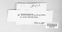 Hysterium pulicare image